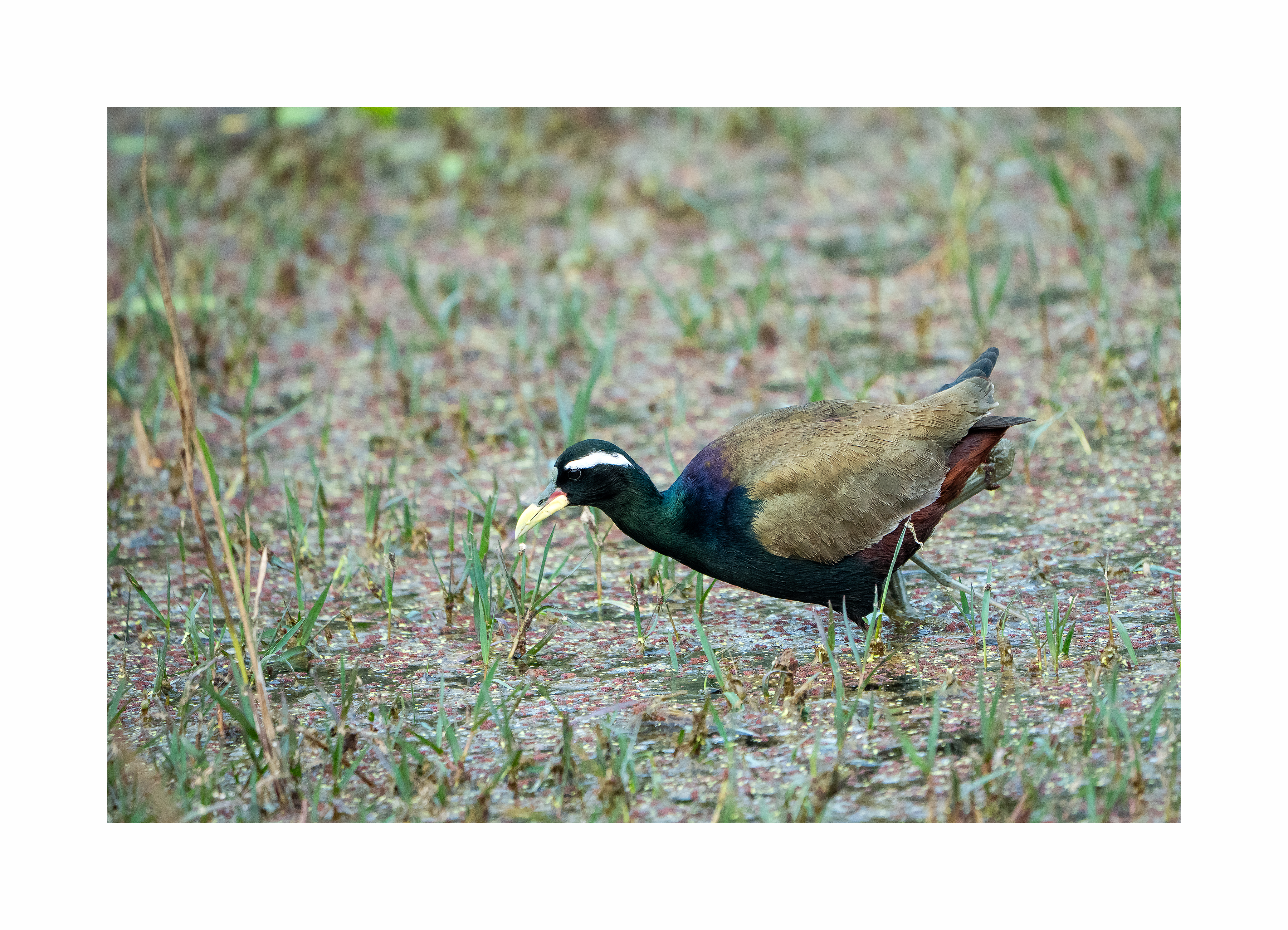 BPCL - Bina Biodiversity Study 12